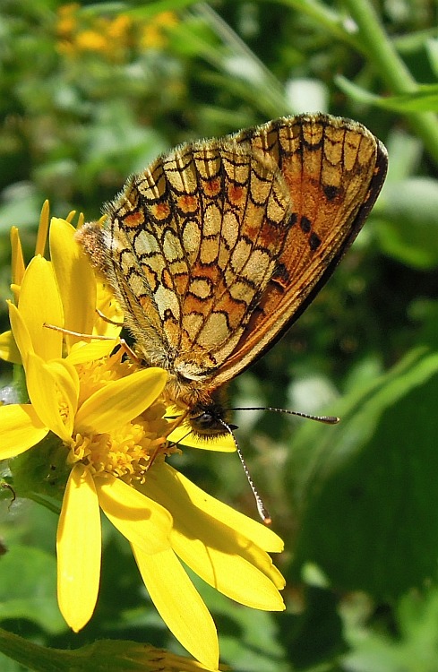 melitaea ..